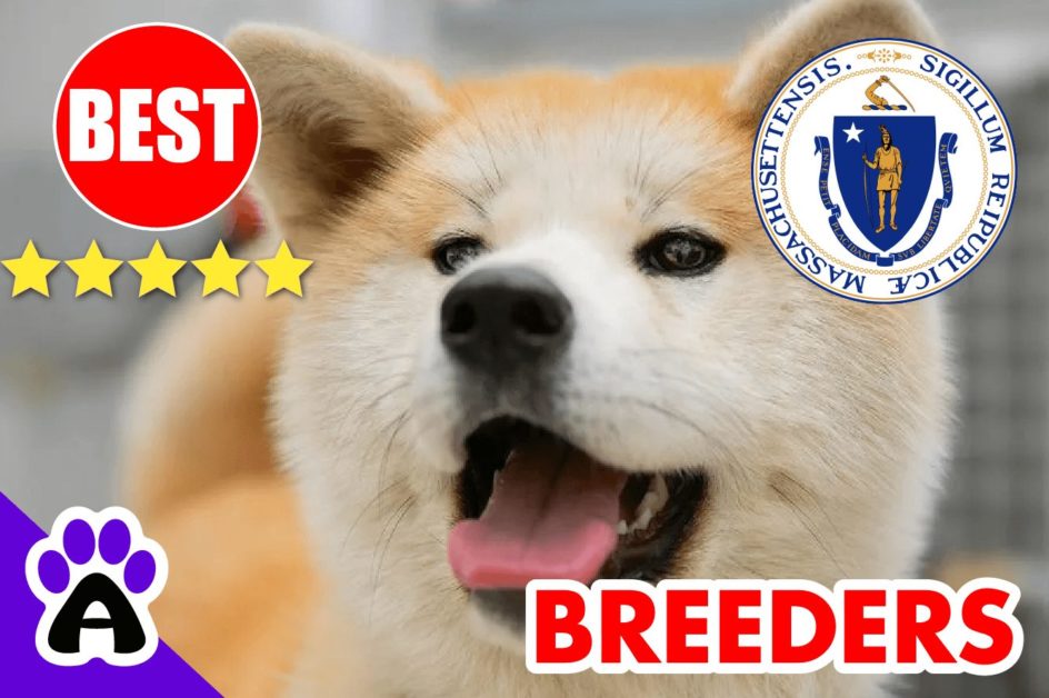 Shiba Inu Puppies For Sale Massachusetts-2023 | Best Shiba Inu Breeders in MA