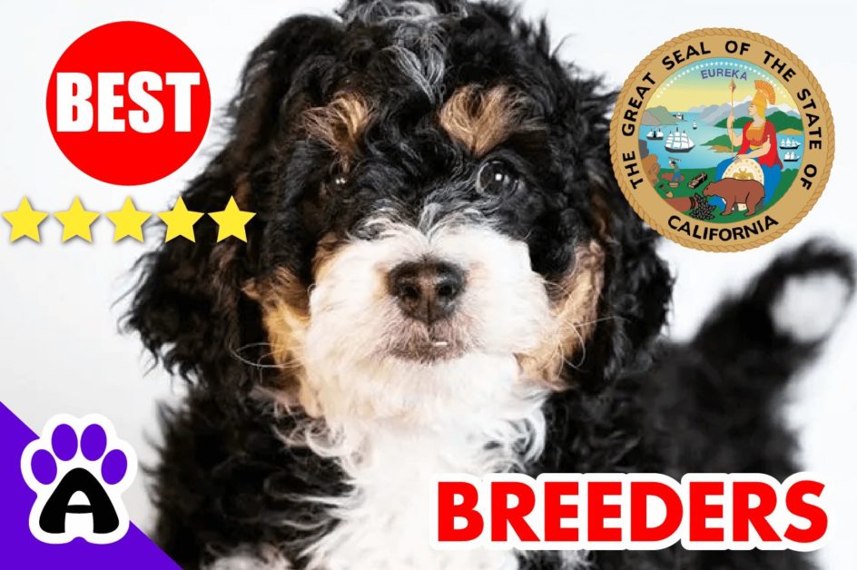 Bernedoodle Puppies For Sale in California 2022 | Best Bernedoodle Breeders in CA