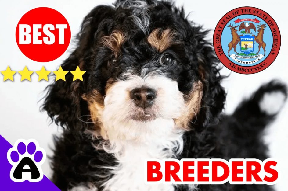 Bernedoodle Puppies For Sale in Michigan-2023 | Best Bernedoodle Breeders in MI