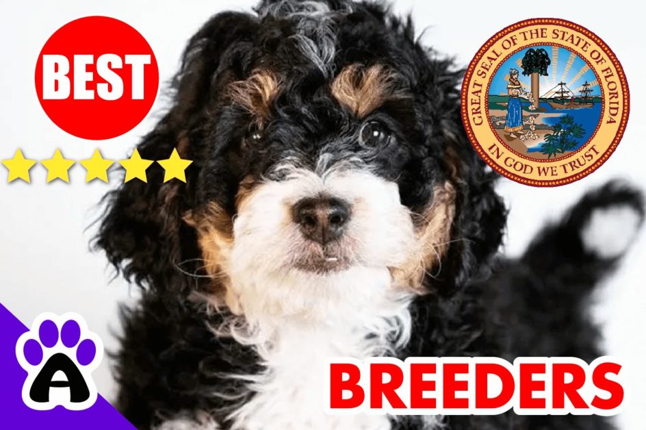 Bernedoodle Puppies For Sale in Florida-2023 | Best Bernedoodle Breeders in FL