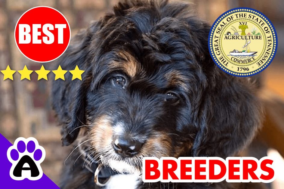 Bernedoodle Puppies For Sale in Tennessee 2022 | Best Bernedoodle Breeders in TN