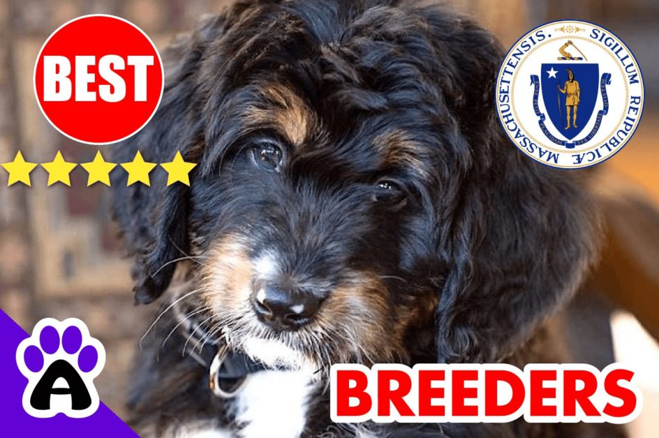 Bernedoodle Puppies For Sale in Massachusetts-2023 | Best Bernedoodle Breeders in MA