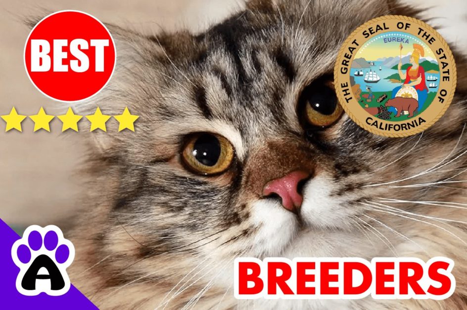 Siberian Cats For Sale California 2022 | Best Siberian Cat Breeders in CA