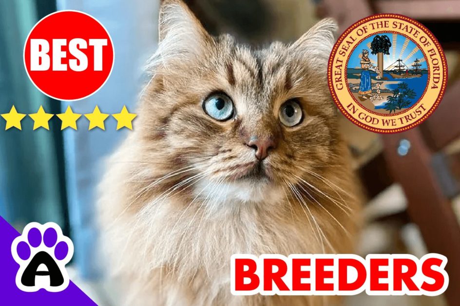 Siberian Cats For Sale Florida-2024 | Best Siberian Cat Breeders in FL