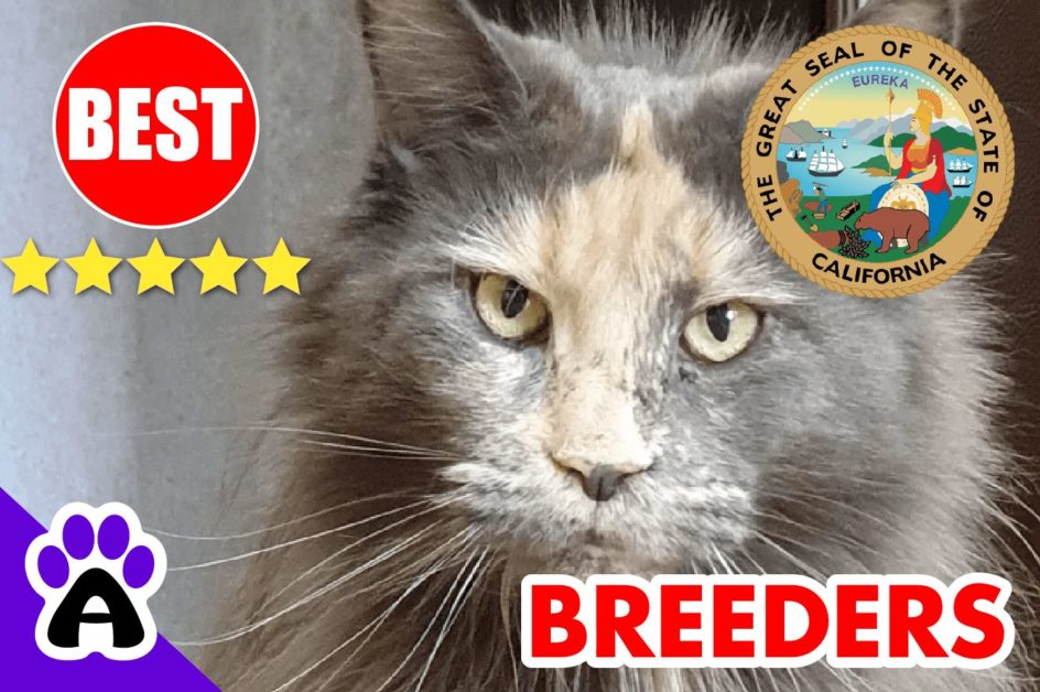 Norwegian Forest Cats For Sale California-2024 | Best Norwegian Forest Cat Breeders in CA