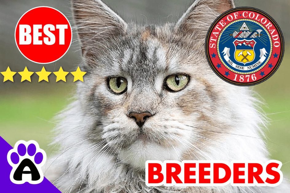 Norwegian Forest Cats For Sale Colorado-2024 | Best Norwegian Forest Cat Breeders in CO