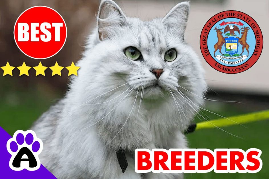 Siberian Cats For Sale Michigan 2022 | Best Siberian Cat Breeders in MI