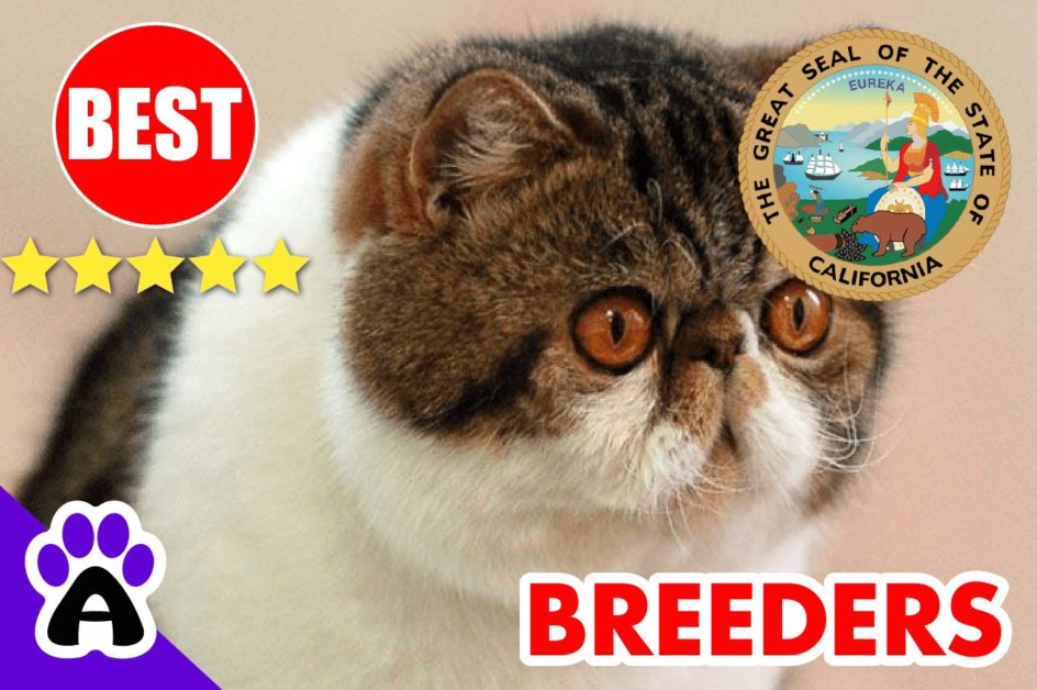 Exotic Shorthair Kittens For Sale In California 2022 | Exotic Shorthair Breeders In CA