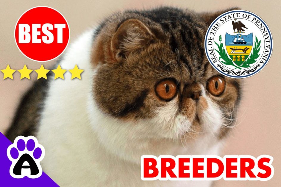 Exotic Shorthair Kittens For Sale In Pennsylvania-2024 | Best Reviewed Exotic Shorthair Breeders In PA
