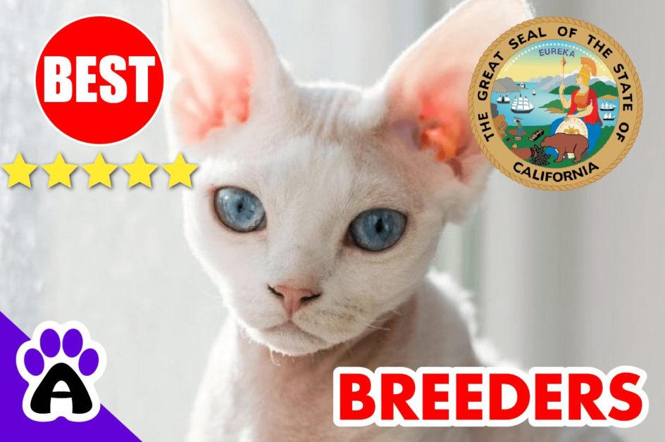 Devon Rex Kittens For Sale In California 2022 | Devon Rex Breeders In CA