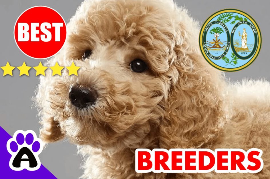 Poodle Puppies For Sale in South Carolina-2024 | Best Poodle Breeders in SC