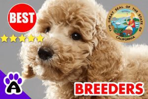 Poodle Puppies For Sale in California-2024 | Best Poodle Breeders in CA