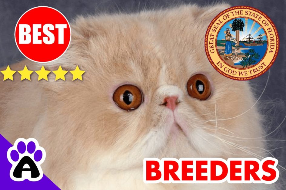 Exotic Shorthair Kittens For Sale In Florida 2022 | Best Reviewed Exotic Shorthair Breeders In FL