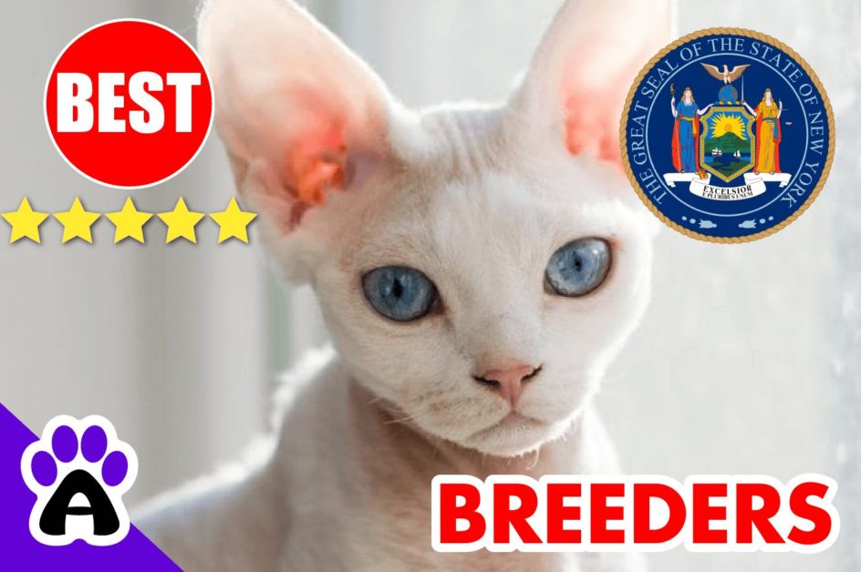 Devon Rex Kittens For Sale In New York 2022 | Devon Rex Breeders In NY