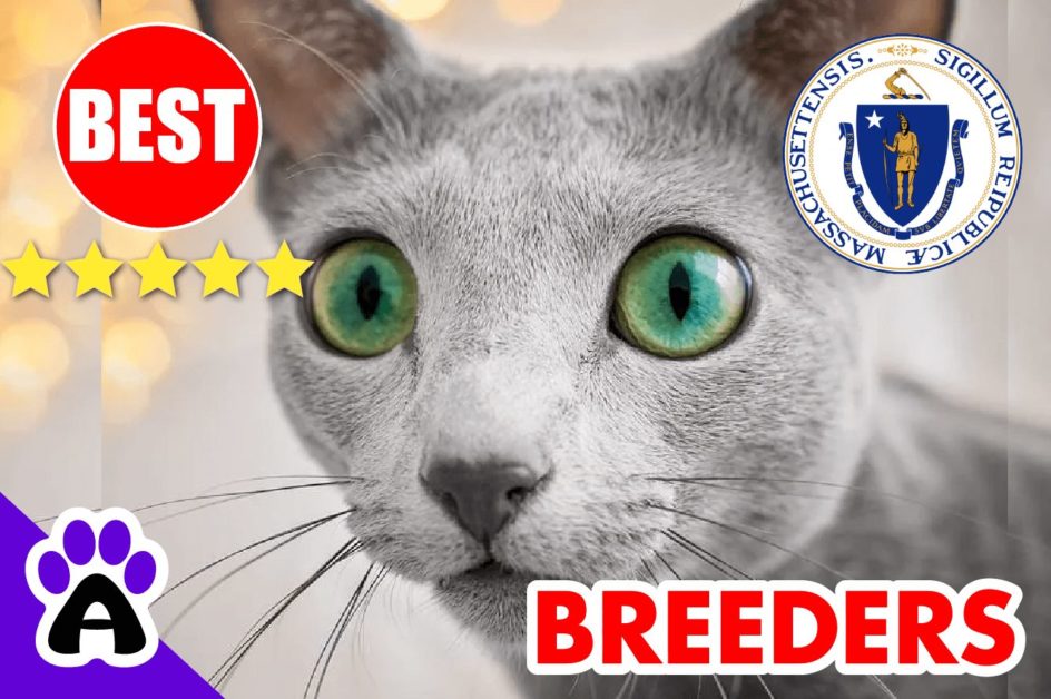 Russian Blue Kittens For Sale in Massachusetts 2022 | Russian Blue Breeders in MA