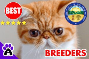 Exotic Shorthair Kittens For Sale Ohio-2024 | Best Reviewed Exotic Shorthair Breeders In OH