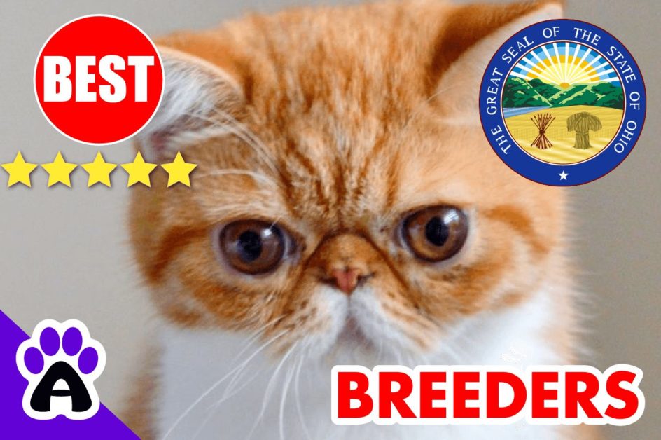 Exotic Shorthair Kittens For Sale Ohio 2022 | Best Reviewed Exotic Shorthair Breeders In OH