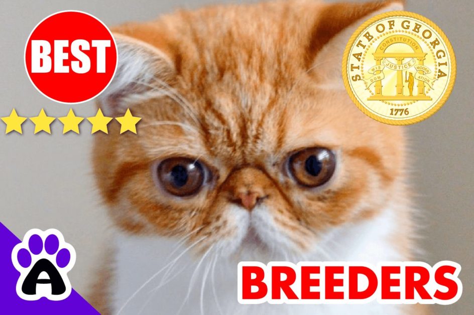 Exotic Shorthair Kittens For Sale Georgia 2022 | Best Reviewed Exotic Shorthair Breeders In GA