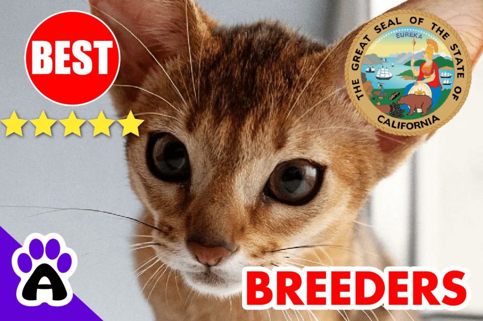 Abyssinian Kittens For Sale in California-2024 | Best Reviewed Abyssinian Cat Breeders In CA