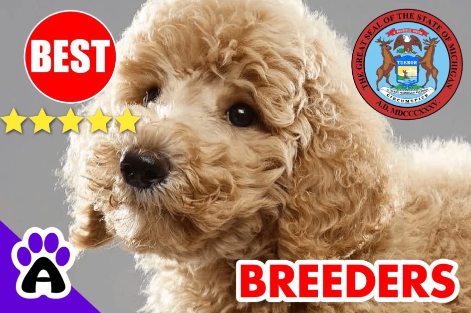 Poodle Puppies For Sale in Michigan-2023 | Best Poodle Breeders in MI