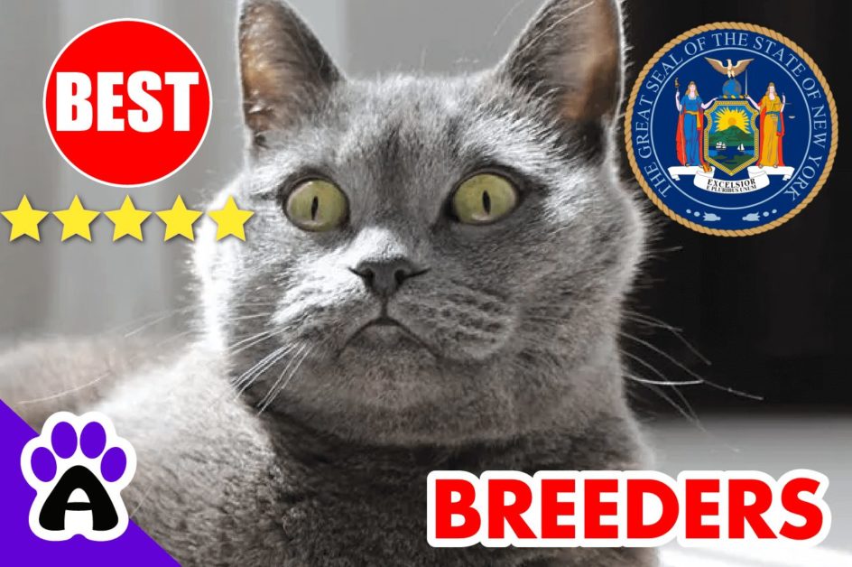 British Shorthair Kittens For Sale In New York 2022 | British Shorthair Breeders In NY