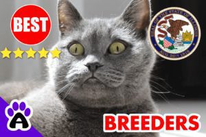 British Shorthair Kittens For Sale In Illinois-2024 | British Shorthair Breeders In IL