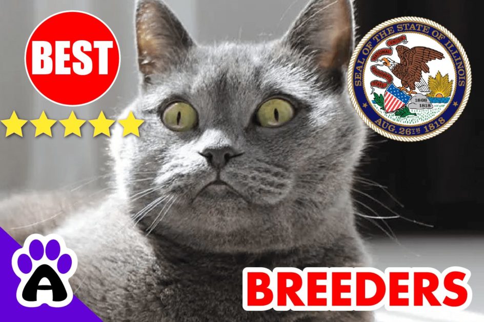 British Shorthair Kittens For Sale In Illinois 2022 | British Shorthair Breeders In IL