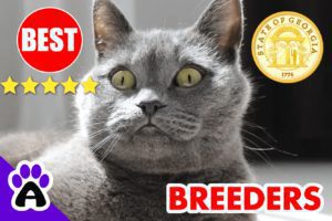British Shorthair Kittens For Sale In Georgia-2024 | British Shorthair Breeders In GA