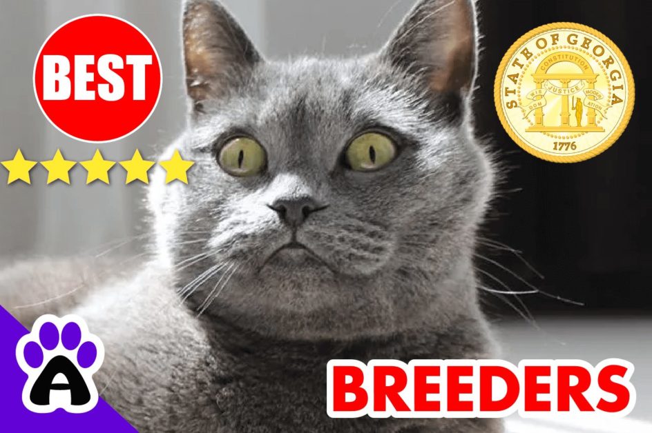 British Shorthair Kittens For Sale In Georgia 2022 | British Shorthair Breeders In GA