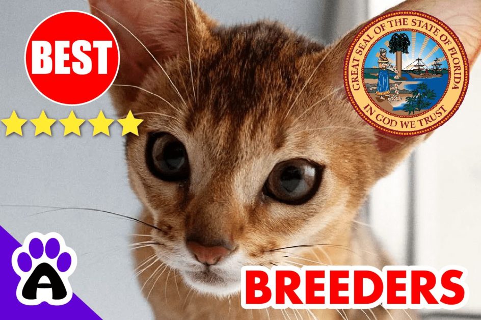 Abyssinian Kittens For Sale in Florida 2022 | Best Reviewed Abyssinian Cat Breeders In FL