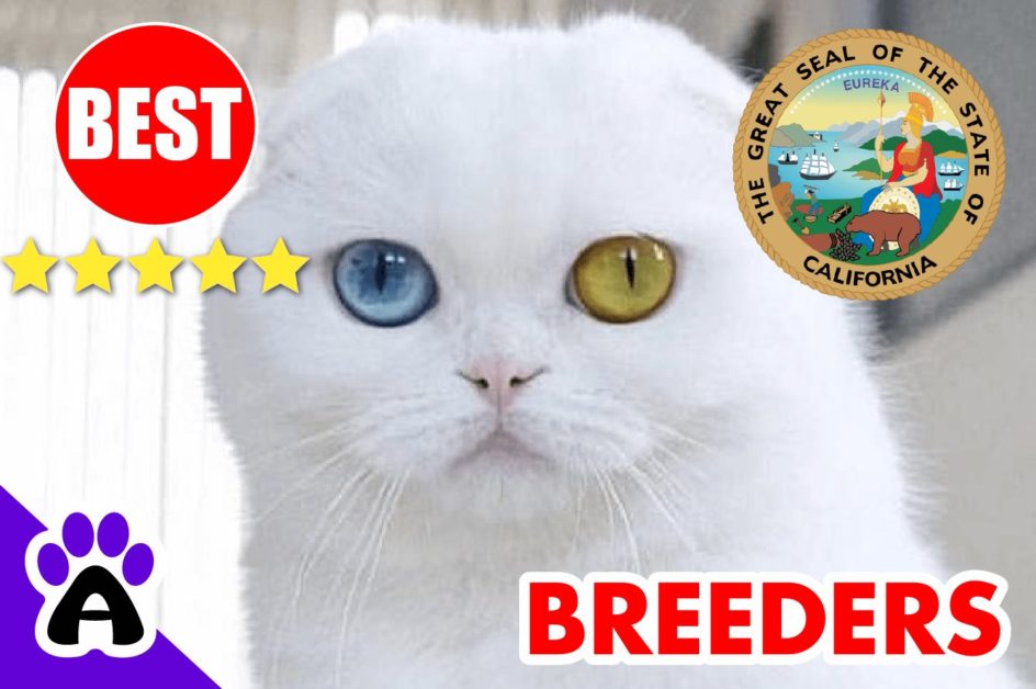 Scottish Fold Kittens For Sale In California-2024 | Scottish Fold Breeders In CA