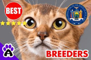 Abyssinian Kittens For Sale in New York-2024 | Best Reviewed Abyssinian Cat Breeders In NY