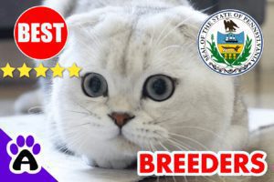 Scottish Fold Kittens For Sale In Pennsylvania-2024 | Scottish Fold Breeders In PA