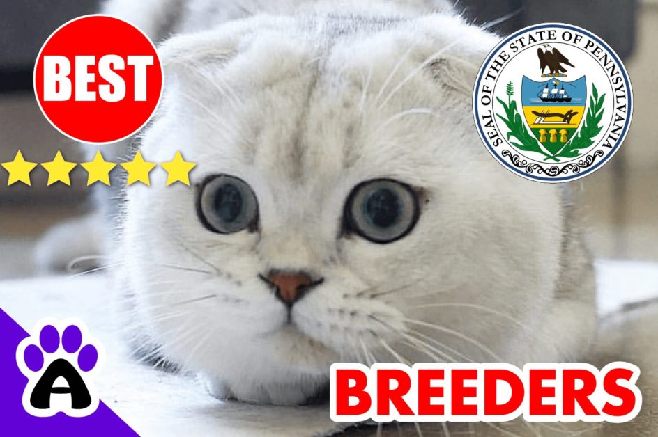 Scottish Fold Kittens For Sale In Pennsylvania 2022 | Scottish Fold Breeders In PA