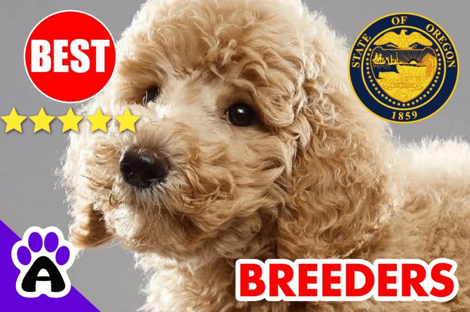 Poodle Puppies For Sale in Oregon-2023 | Best Poodle Breeders in OR
