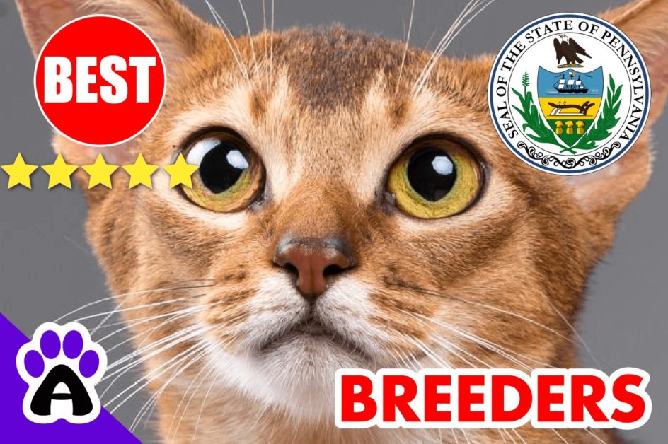 Abyssinian Kittens For Sale in Pennsylvania-2024 | Best Reviewed Abyssinian Cat Breeders In PA