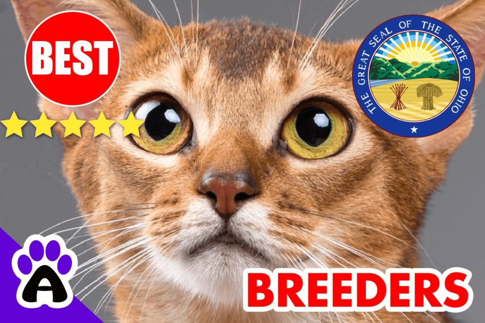 Abyssinian Kittens For Sale In Ohio-2024 | Best Reviewed Abyssinian Cat Breeders In OH