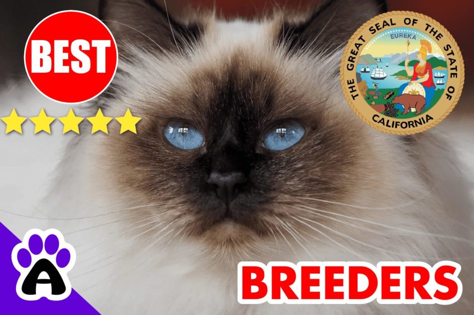 Birman Kittens For Sale In California 2022 | Best Reviewed Birman Breeders In CA