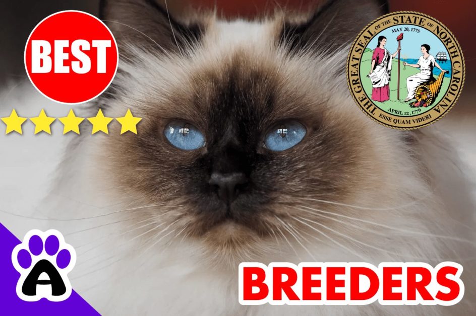 Birman Kittens For Sale In North Carolina 2022 | Best Reviewed Birman Breeders In NC