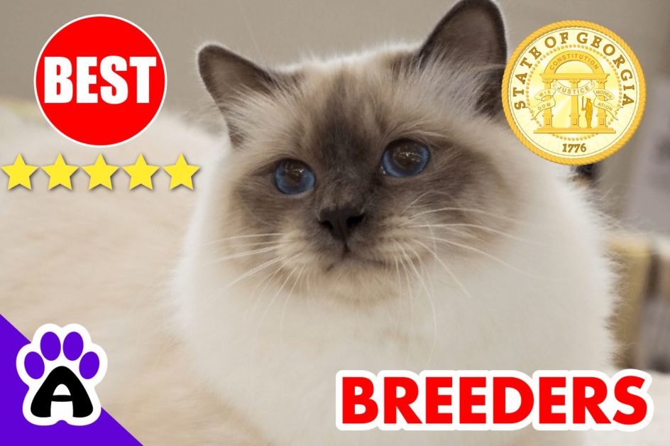 Birman Kittens For Sale In Georgia 2022 | Best Reviewed Birman Breeders In GA