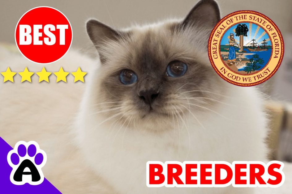 Birman Kittens For Sale In Florida-2024 | Best Reviewed Birman Breeders In FL