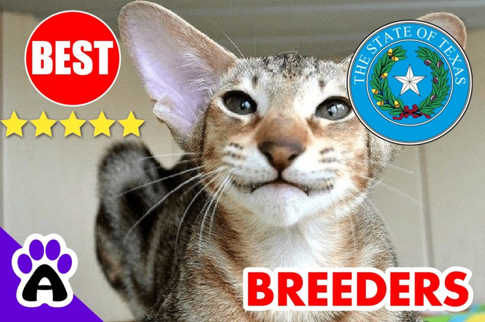 Oriental Kittens For Sale In Texas-2024 | Best Reviewed Oriental Cat Breeders In TX
