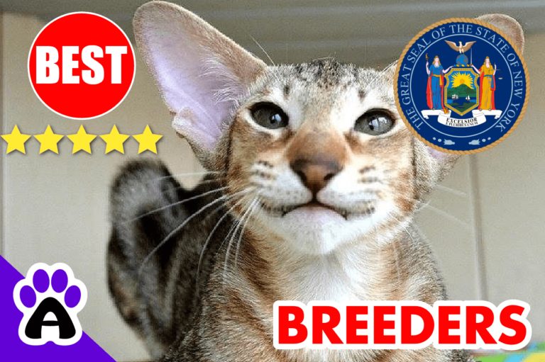 Oriental Kittens For Sale In New York-2023 | Best Reviewed Oriental Cat Breeders In NY