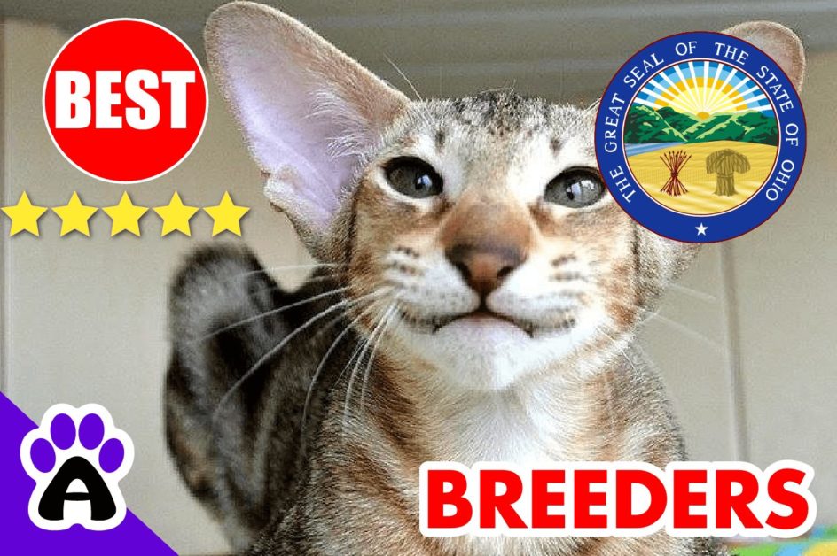 Oriental Kittens For Sale In Ohio-2024 | Best Reviewed Oriental Cat Breeders In OH