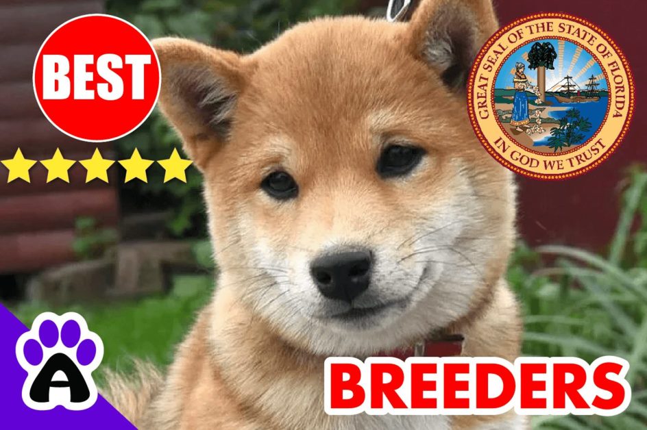 Shiba Inu Puppies For Sale Florida-2023 | Best Shiba Inu Breeders in FL