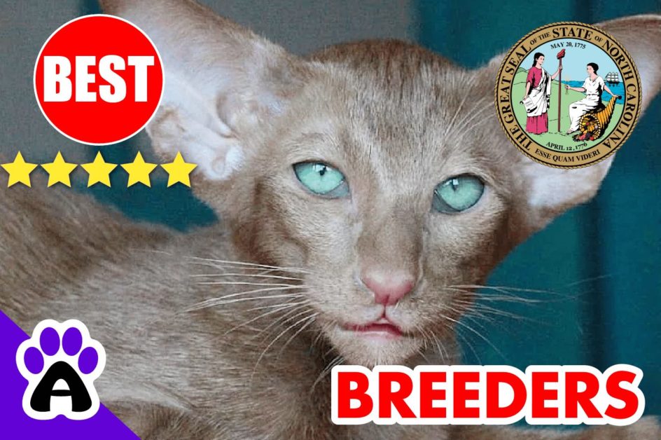 Oriental Kittens For Sale In North Carolina 2022 | Best Reviewed Oriental Cat Breeders In NC