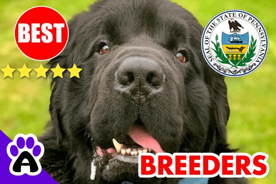 Newfoundland Puppies For Sale in Pennsylvania-2024 | Best Newfoundland Breeders in PA