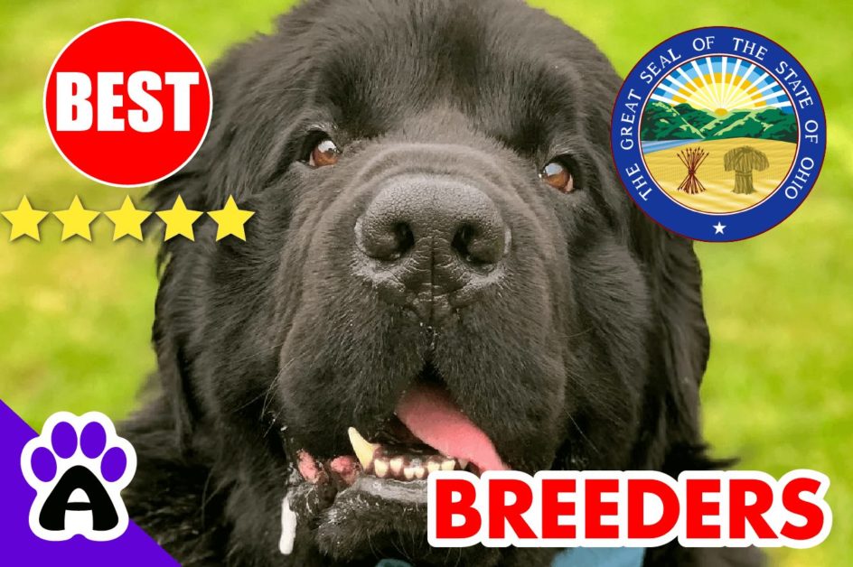 Newfoundland Puppies For Sale in Ohio-2023 | Best Newfoundland Breeders in OH