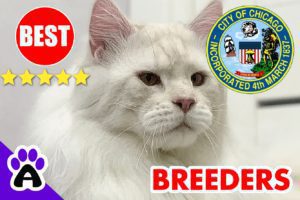 MAINE COON KITTENS FOR SALE CHICAGO 2022 | BEST REVIEWED MAINE COON BREEDERS NEAR CHICAGO IL