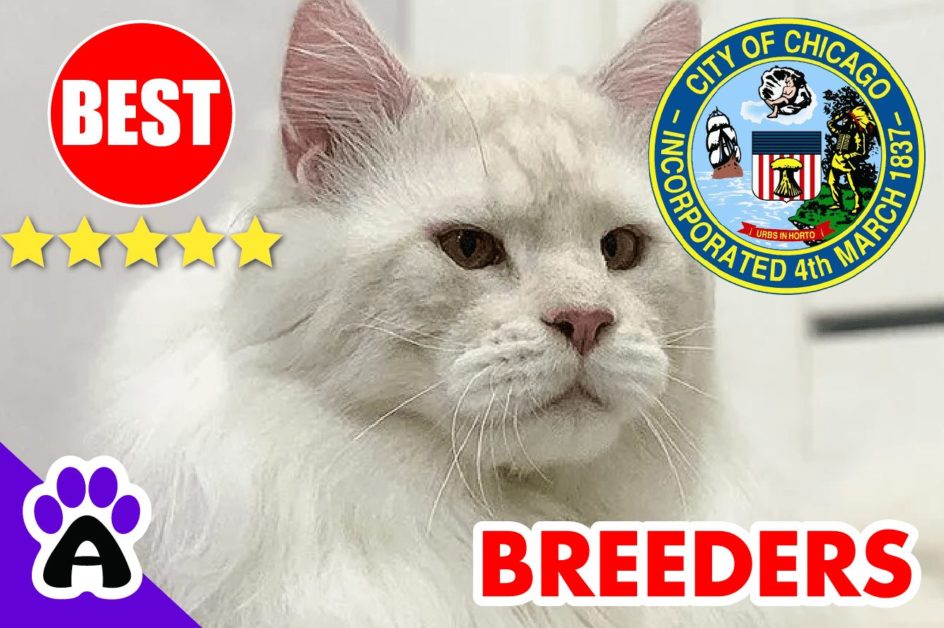 MAINE COON KITTENS FOR SALE CHICAGO 2022 | BEST REVIEWED MAINE COON BREEDERS NEAR CHICAGO IL